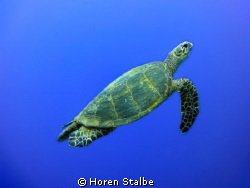 Green Sea turtle by Horen Stalbe 